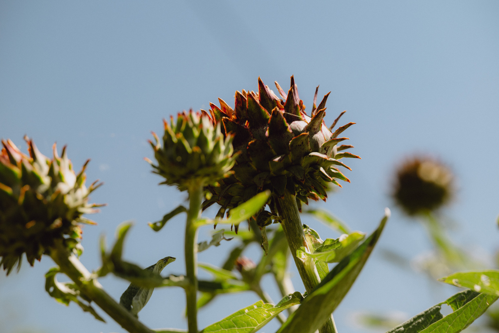 How My Garden Grows: episode eight